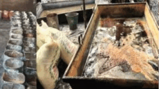 ভেজাল আখের গুড় উৎপাদন: লালপুরে দুই মালিককে জরিমানা