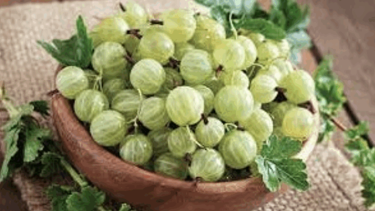 শীতে আমলকীর অতিরিক্ত উপকার