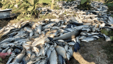 শিবগঞ্জে পুকুরে বিষ প্রয়োগ, ২৫ লাখ টাকার মাছ নিধন