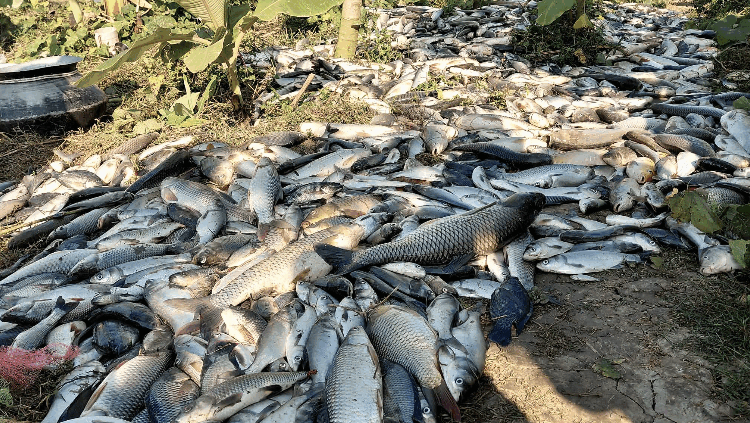 শিবগঞ্জে পুকুরে বিষ প্রয়োগ, ২৫ লাখ টাকার মাছ নিধন