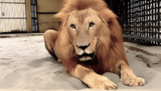 চিড়িয়াখানা থেকে বের হওয়া সিংহ পুনরায় খাঁচায়, তদন্ত কমিটি গঠন