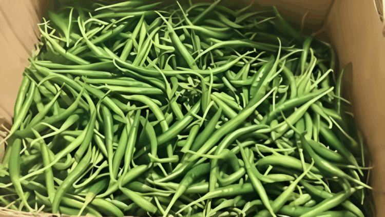 কুয়ালালামপুর বিমানবন্দরে বাংলাদেশি ১.৭৫ টন কাঁচামরিচ জব্দ