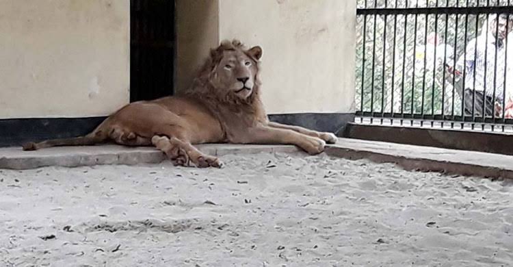 মিরপুর চিড়িয়াখানার খাঁচা থেকে বেরিয়ে গেলো সিংহ, নিয়ন্ত্রণে পরিস্থিতি