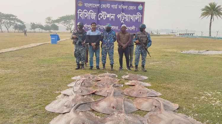 পটুয়াখালীতে কোস্ট গার্ডের নেতৃত্বে যৌথ অভিযানে শাপলাপাতা মাছ ও জাটকা জব্দ