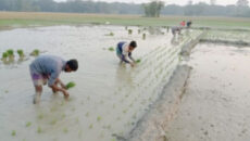 বোয়ালখালীতে তীব্র শীত উপেক্ষা করে বোরো ধান রোপণে ব্যস্ত কৃষক