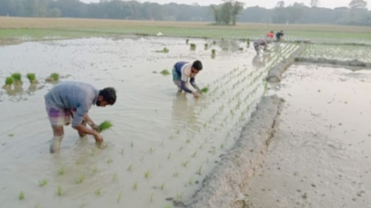 বোয়ালখালীতে তীব্র শীত উপেক্ষা করে বোরো ধান রোপণে ব্যস্ত কৃষক
