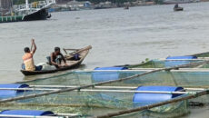 খাঁচায় মাছ চাষে স্বাবলম্বী হচ্ছেন বরিশালের মৎস্যজীবীরা