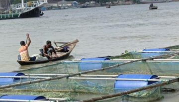 খাঁচায় মাছ চাষে স্বাবলম্বী হচ্ছেন বরিশালের মৎস্যজীবীরা