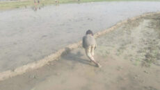 প্রচণ্ড শীতকে হার মানিয়ে বোরো আবাদে ব্যস্ত হাওরাঞ্চলের কৃষকরা