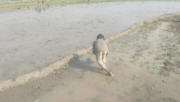 প্রচণ্ড শীতকে হার মানিয়ে বোরো আবাদে ব্যস্ত হাওরাঞ্চলের কৃষকরা