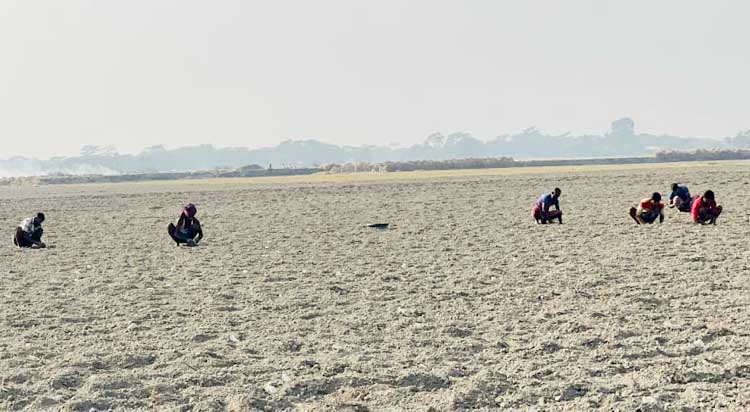 তরমুজ আবাদে ব্যস্ত চরফ্যাশনের চরাঞ্চলের কৃষকরা, সচল হচ্ছে স্থানীয় অর্থনীতি