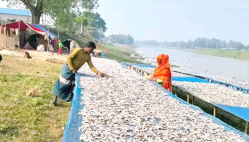 মাছের সংকটে ঐতিহ্য হারাচ্ছে চলনবিল অঞ্চলের শুঁটকি মাছের চাতাল