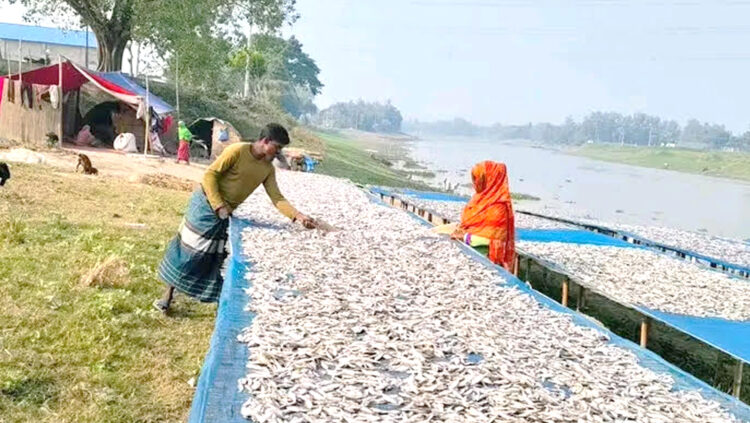মাছের সংকটে ঐতিহ্য হারাচ্ছে চলনবিল অঞ্চলের শুঁটকি মাছের চাতাল