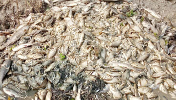 রামগঞ্জে মাছের ঘেরে বিষ প্রয়োগ, ক্ষতি প্রায় ২০ লাখ টাকা