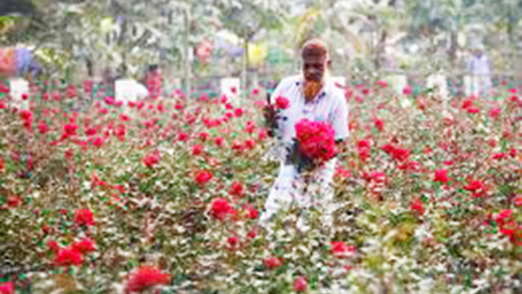 ঐতিহ্য হারাচ্ছে গোলাপ গ্রাম