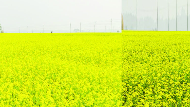 মৌমাছির গুঞ্জনে মুখর প্রকৃতি কচুয়ায় সরিষা ফুলের হলুদ সমারোহ