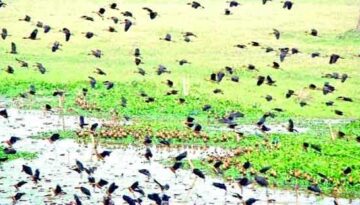 পাখি দেখতে এসে হতাশ পর্যটকরা জলবায়ু পরিবর্তনের ছায়া বাইক্কা বিলে
