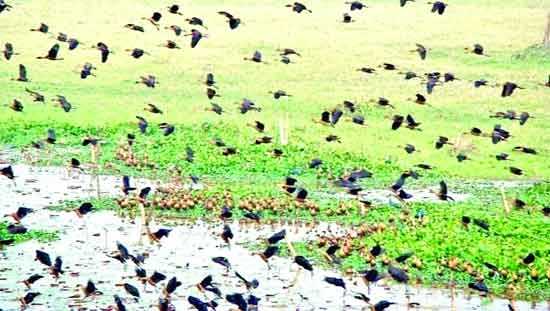পাখি দেখতে এসে হতাশ পর্যটকরা জলবায়ু পরিবর্তনের ছায়া বাইক্কা বিলে