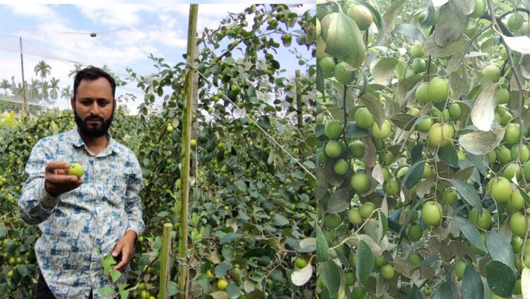 বরই চাষে সফল লালমোহনের যুবক মোহাম্মদ হোসেন