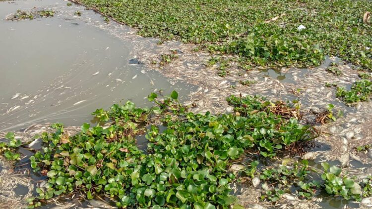 রামগঞ্জে ঘেরে বিষ প্রয়োগে মাছ নিধন