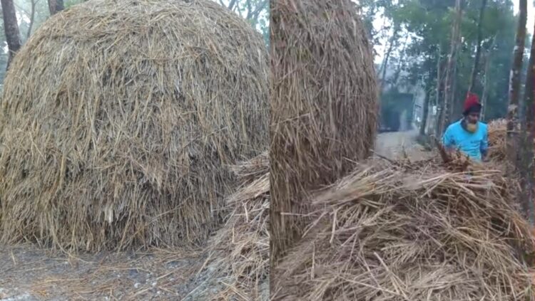 কুড়ের পালা গ্রামীণ অর্থনীতি ও টিকে থাকার নীরব ঐতিহ্য
