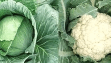 কিডনির যত্নে শীতকালেই যেগুলো খাওয়া জরুরি