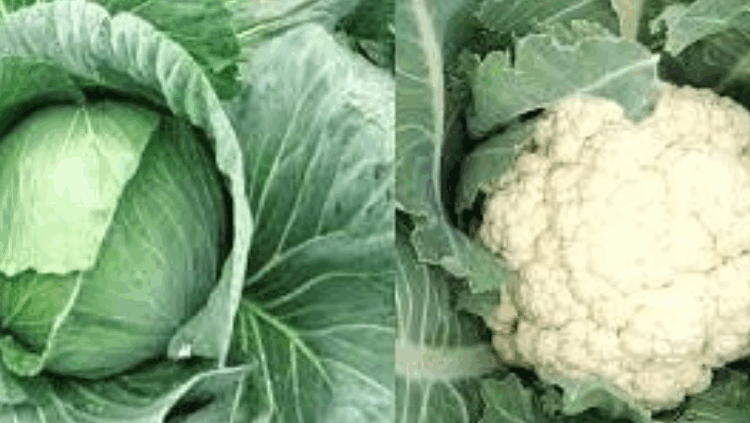 কিডনির যত্নে শীতকালেই যেগুলো খাওয়া জরুরি