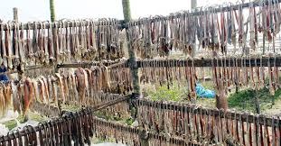 নির্বাচনের ঢেউ শুঁটকিপল্লিতে ভোট দিতে চর ছাড়লেন ৮ সহস্রাধিক জেলে-মহাজন