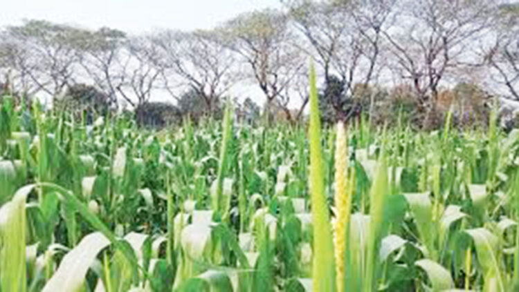 কাহারোলে সাড়ে ১১ হাজার হেক্টর জমিতে ভুট্টা চাষের লক্ষ্যমাত্রা