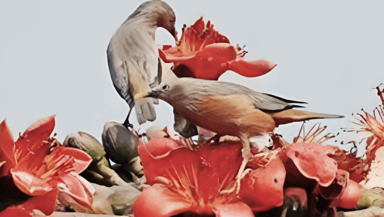 বসন্তের প্রথম দিনেই ভালোবাসার উৎসব